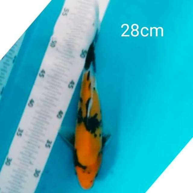 Ki Showa 28cm