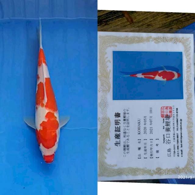 Kohaku 28cm Taniguchi jossss