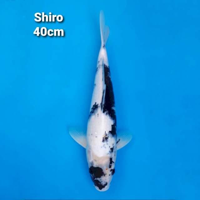 Shiro Utsuri 40cm