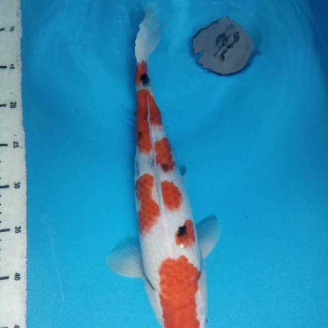 Sanke 37 cm