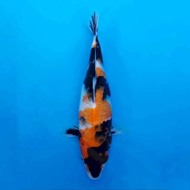 F1 Showa Sanshoku 26cm