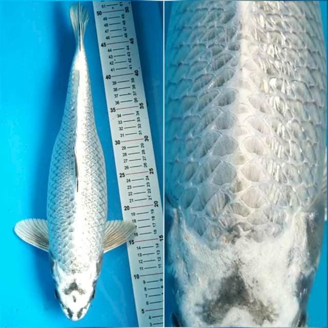 Mukasi 46 cm