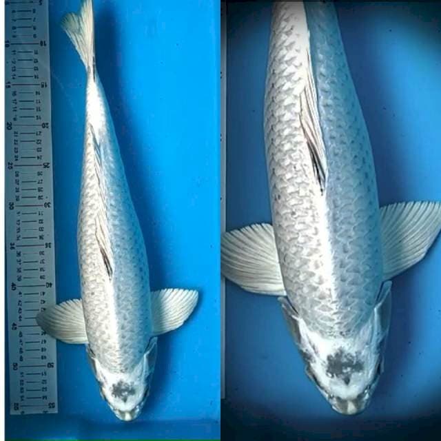 Mukasi 51cm