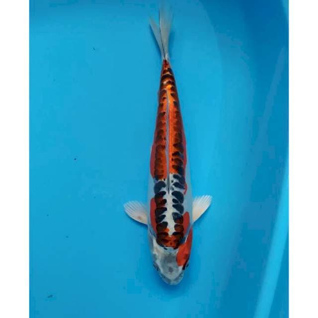 kujaku doitsu berpunuk 30 cm