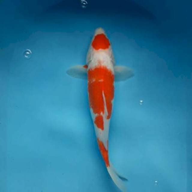 Maruten kohaku