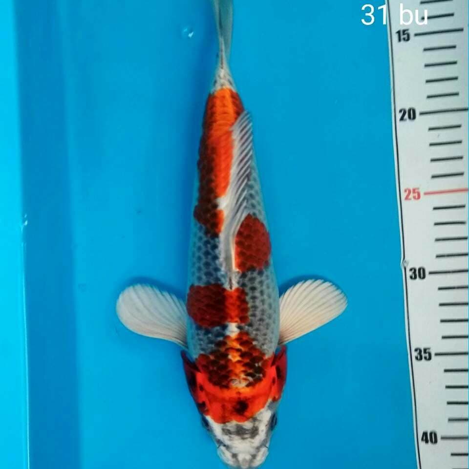 Quality Bakat Jumbo Kisame