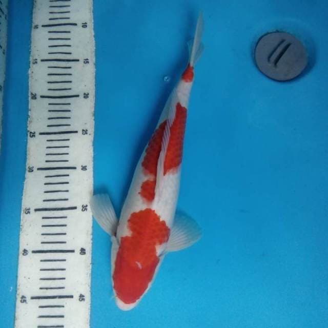 Kohaku 35 cm