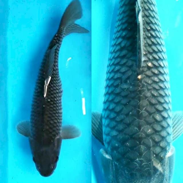 Soragoi 37 cm