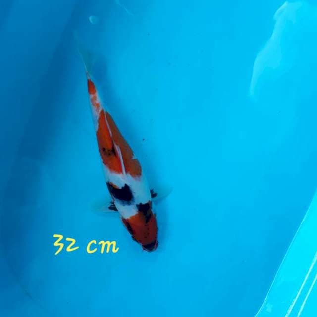 Showa 32 cm