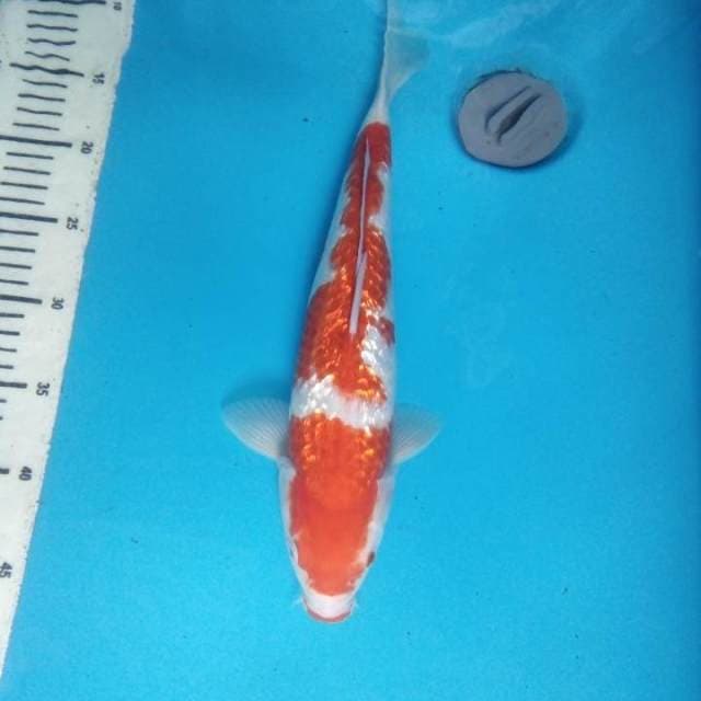 Kohaku Ginrin 36 cm