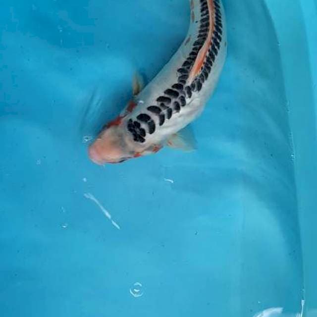 Shushui 42 cm