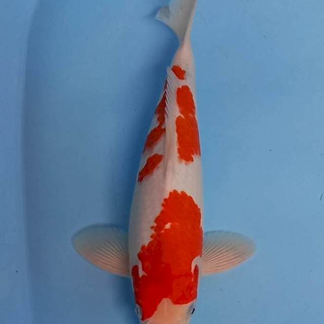 Kohaku 32cm