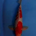 Kohaku 32cm