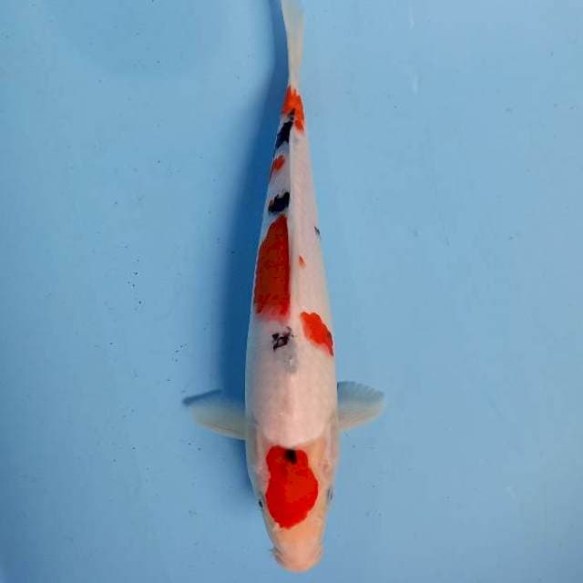 Sanke 30cm