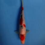 Sanke 30cm