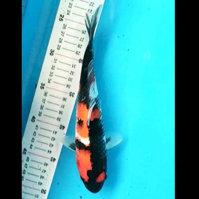 Showa 25 cm