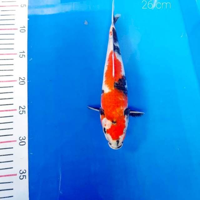 Showa 26 cm