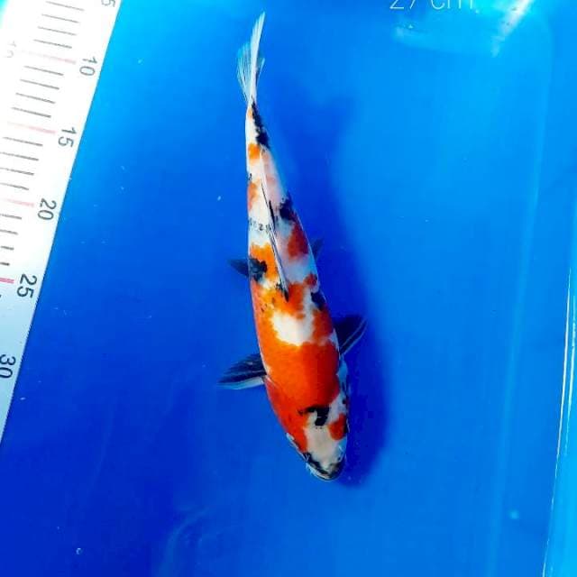 Showa 27 cm