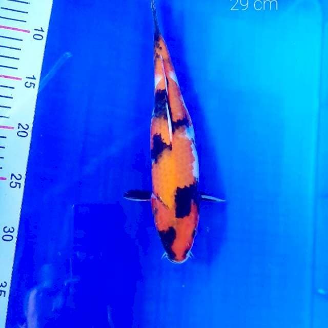 Showa 29 cm