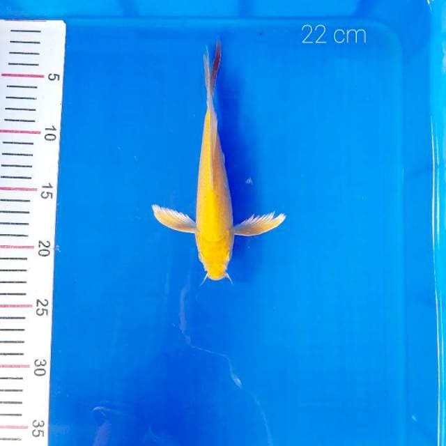 Karasi slayer 22 cm