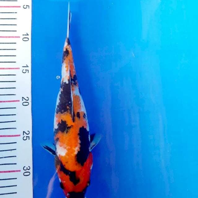 Showa 28 cm