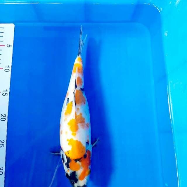 Kin showa 30 cm