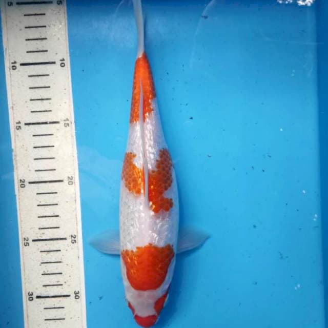 Kohaku gidrin, 27cm