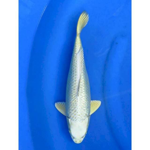 34cm - Mukasi Ginrin