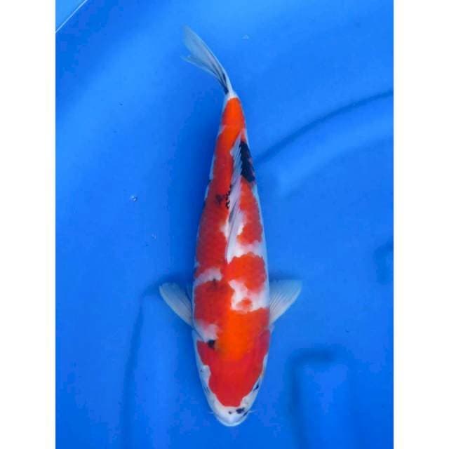 34cm - Taisho Sanke