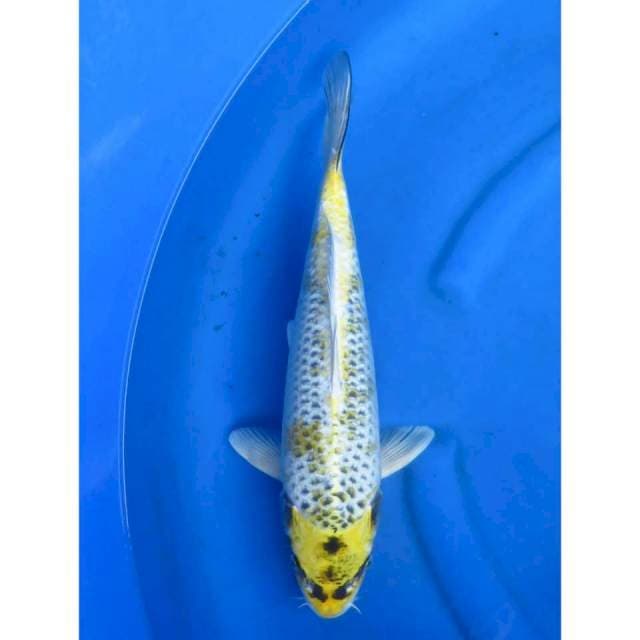 44cm , - Jagung Bakar - Kawarimono