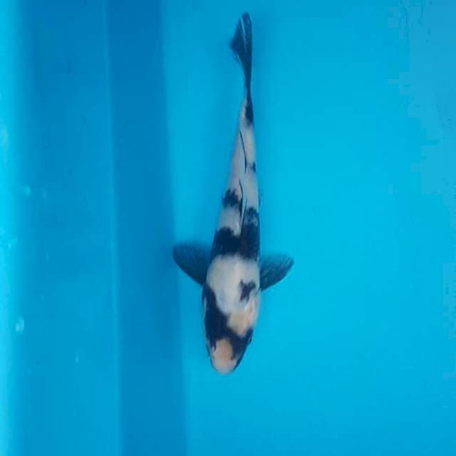 Shiro mungil