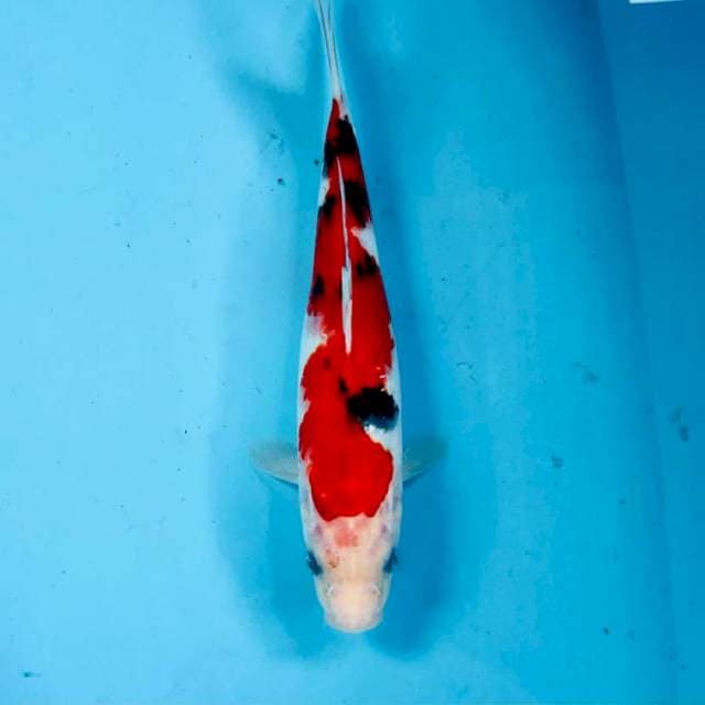 Sanke, 27 cm