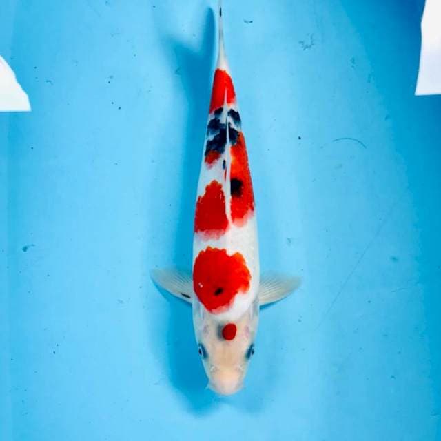 Sanke, male 30 cm