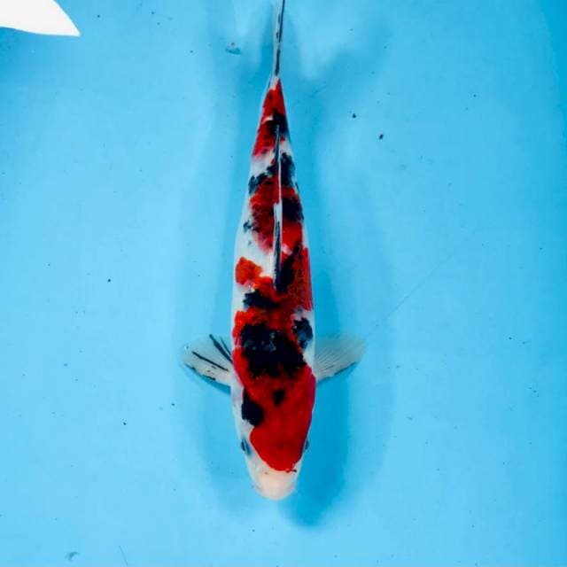 Koromo Sanke, 24 cm