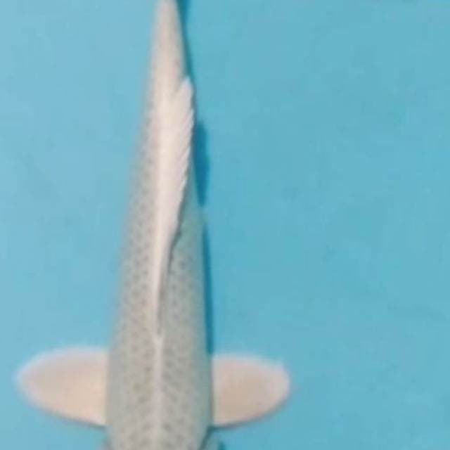 Mukasi 32cm