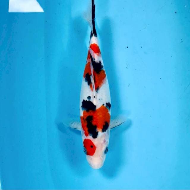 Sanke, 25 cm