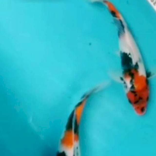 2e Showa 25,25cm