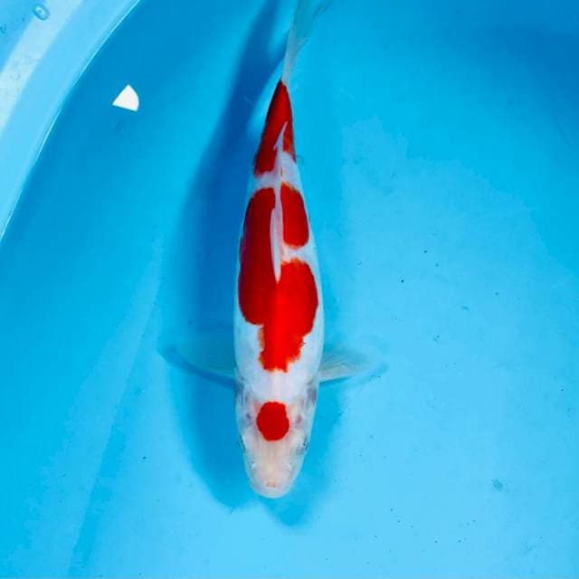 Doitsu, 24 cm