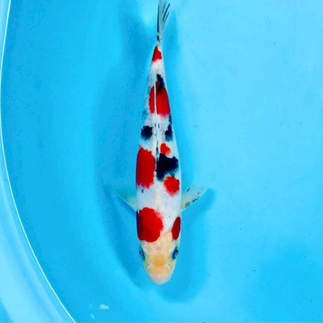 Sanke, male 20 cm