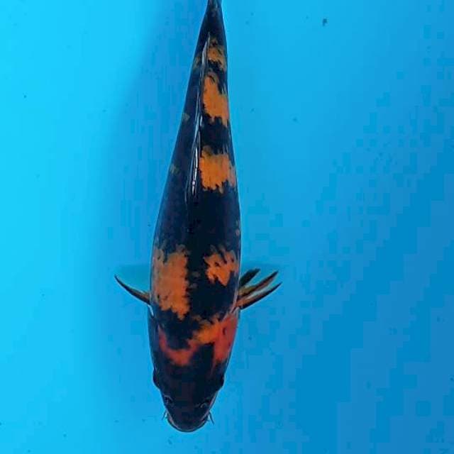 Utsuri 27cm
