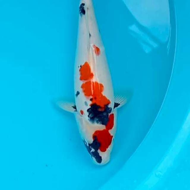 Showa 28cm munuk