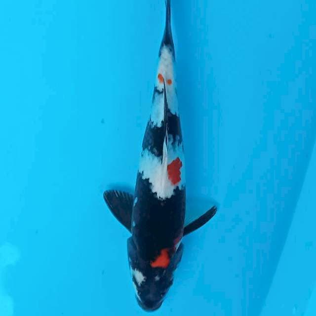 Showa 32cm