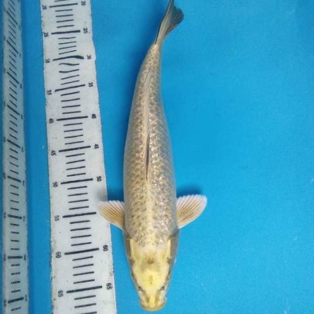Kabuto 44 cm