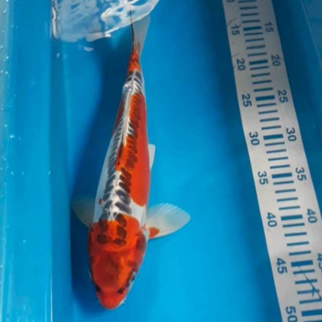 Kiko 35 cm Male