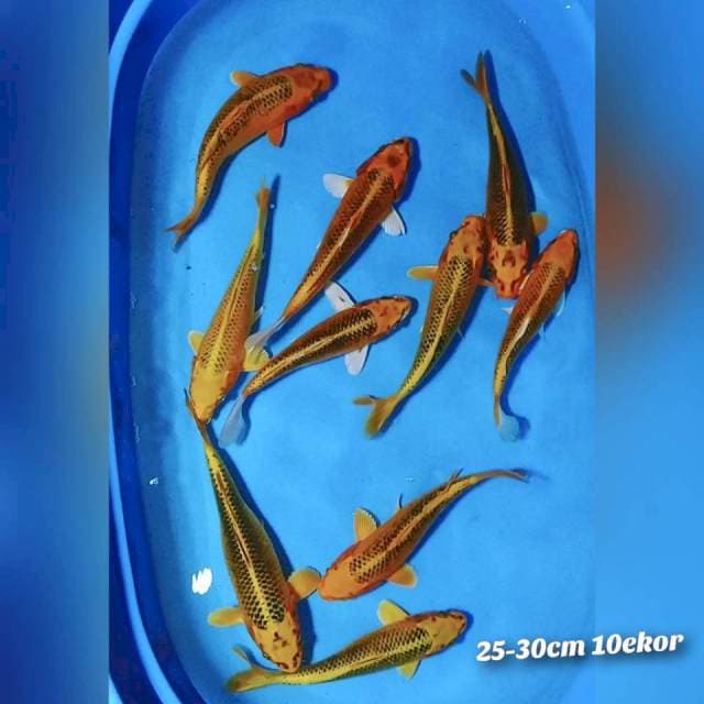 Paket MATsuba 25-30cm 10ekor