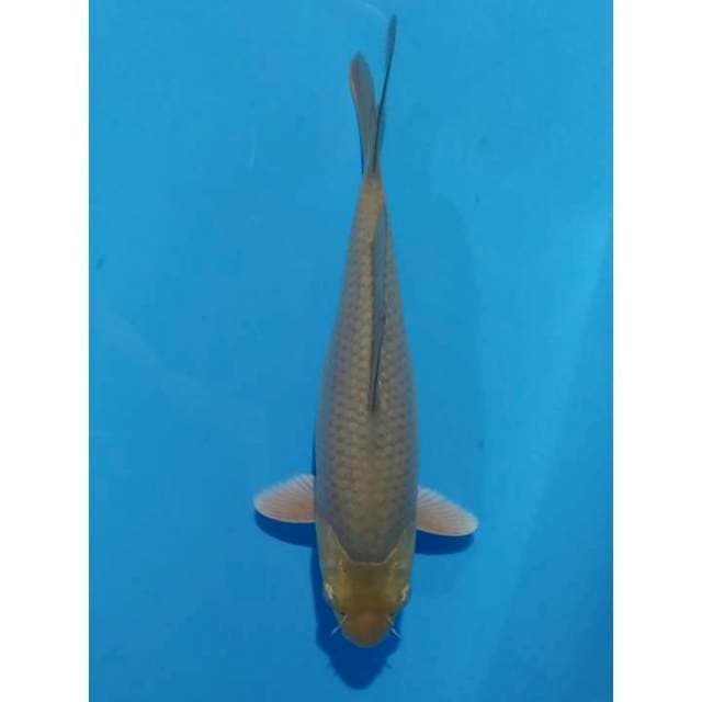  F1 marudo 30 cm