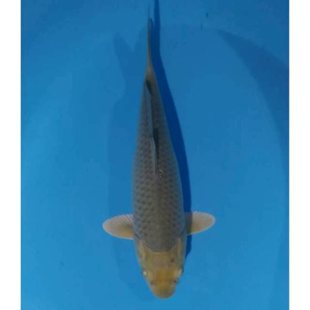F1 marudo 30 cm