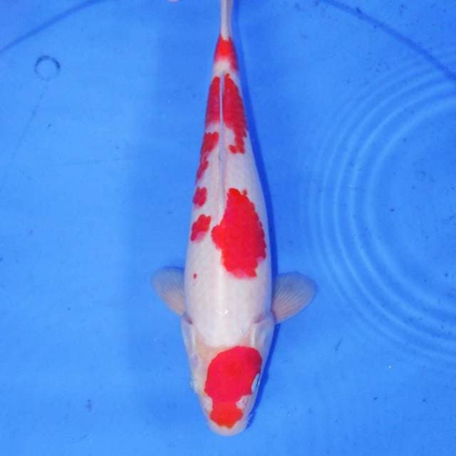 MIZUKA KOHAKU