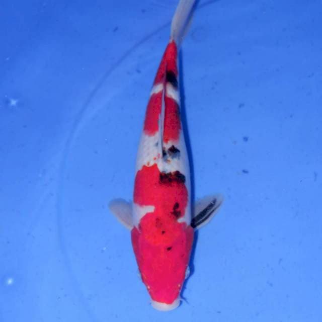 WAKIDERU SANKE 30cm