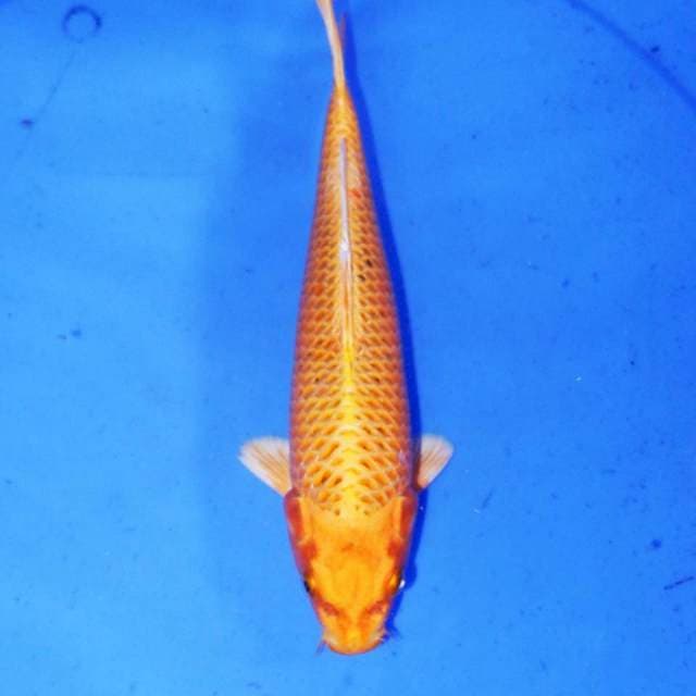 ORENJI MATSUBA OGON